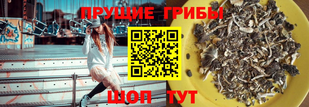 Коряжма  Псилоцибиновые грибы Psilocybine cubensis  купить наркотик  Вход с VPN 